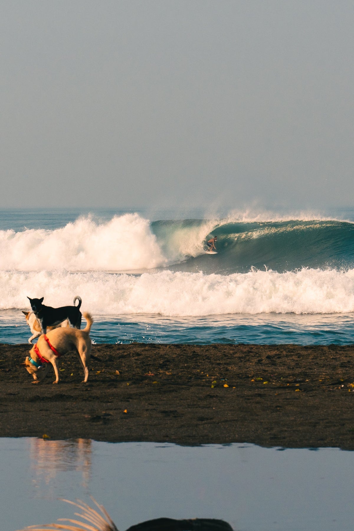 surfer getting barreled on a midlength, albert twin by from earth, surfboards for sale in bali